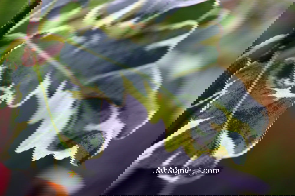 Buy Quercus robur 'Variegata‘ Variegaged English Oak Tree — Mr Maple ...