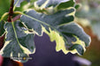 Buy Quercus robur 'Variegata‘ Variegaged English Oak Tree — Mr Maple ...
