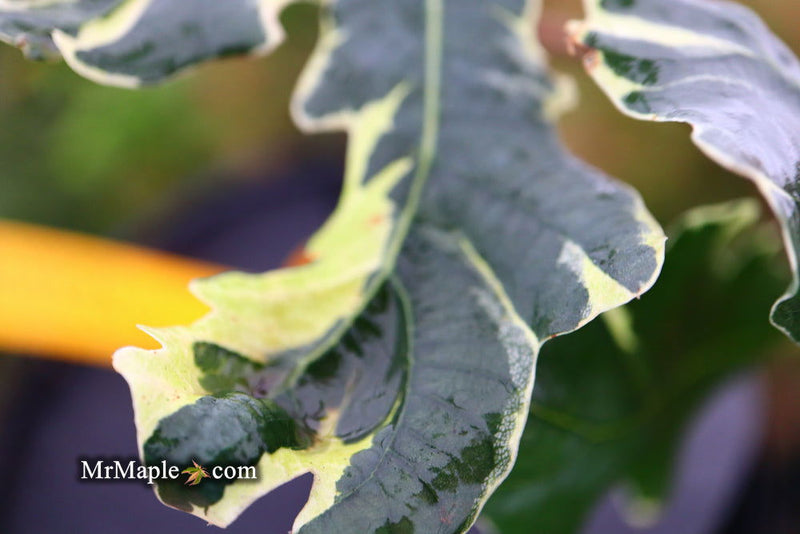 - Quercus robur 'Variegata' Variegated English Oak Tree - Mr Maple │ Buy Japanese Maple Trees