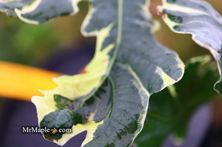 Buy Quercus robur 'Variegata‘ Variegaged English Oak Tree — Mr Maple ...