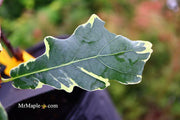 - Quercus robur 'Variegata' Variegated English Oak Tree - Mr Maple │ Buy Japanese Maple Trees