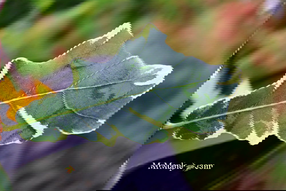 Buy Quercus robur 'Variegata‘ Variegaged English Oak Tree — Mr Maple ...