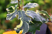 - Quercus robur 'Variegata' Variegated English Oak Tree - Mr Maple │ Buy Japanese Maple Trees