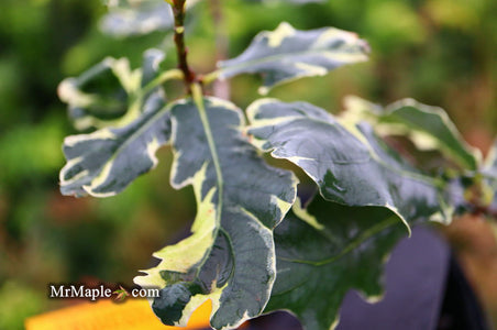 Buy Quercus robur 'Variegata‘ Variegaged English Oak Tree — Mr Maple ...