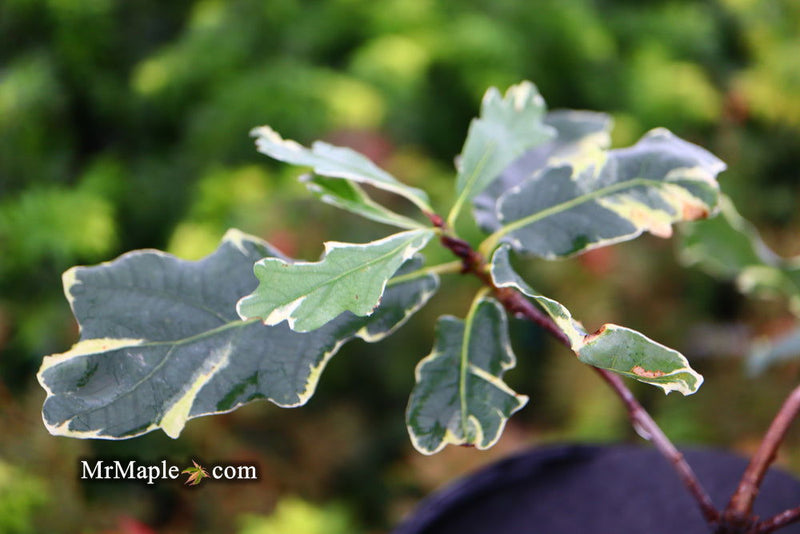 - Quercus robur 'Variegata' Variegated English Oak Tree - Mr Maple │ Buy Japanese Maple Trees