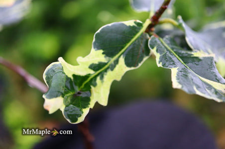 Buy Quercus robur 'Variegata‘ Variegaged English Oak Tree — Mr Maple ...
