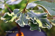 - Quercus robur 'Variegata' Variegated English Oak Tree - Mr Maple │ Buy Japanese Maple Trees
