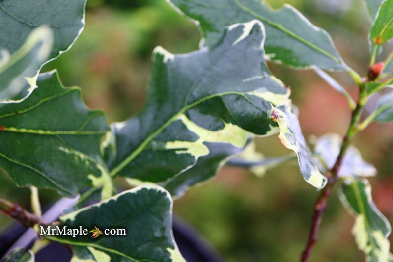- Quercus robur 'Variegata' Variegated English Oak Tree - Mr Maple │ Buy Japanese Maple Trees