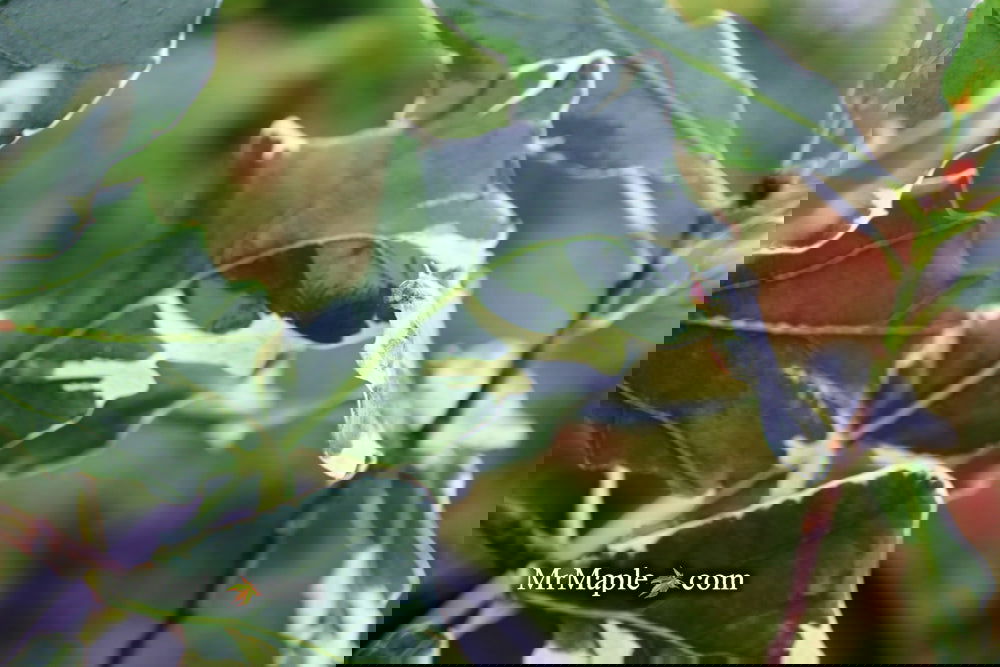 Buy Quercus robur 'Variegata‘ Variegaged English Oak Tree — Mr Maple ...