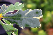 - Quercus robur 'Variegata' Variegated English Oak Tree - Mr Maple │ Buy Japanese Maple Trees