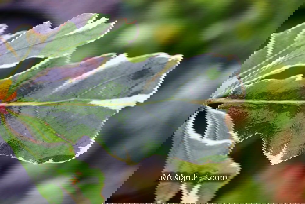 Buy Quercus robur 'Variegata‘ Variegaged English Oak Tree — Mr Maple ...