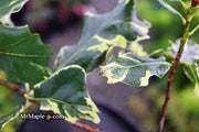 - Quercus robur 'Variegata' Variegated English Oak Tree - Mr Maple │ Buy Japanese Maple Trees