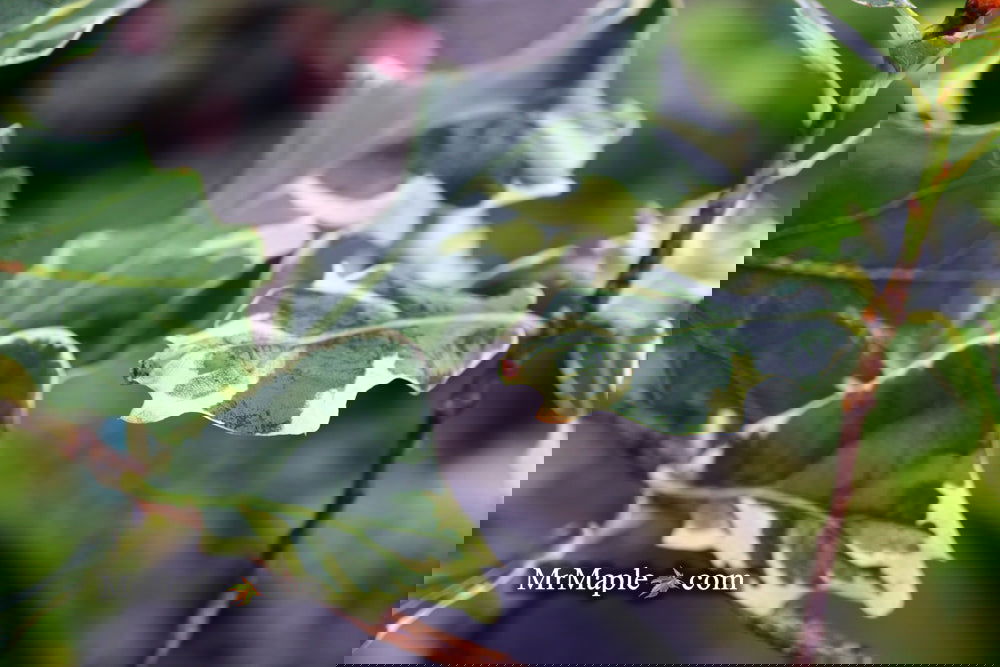 Buy Quercus robur 'Variegata‘ Variegaged English Oak Tree — Mr Maple ...