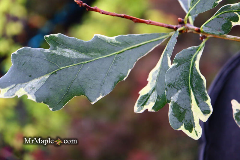 - Quercus robur 'Variegata' Variegated English Oak Tree - Mr Maple │ Buy Japanese Maple Trees