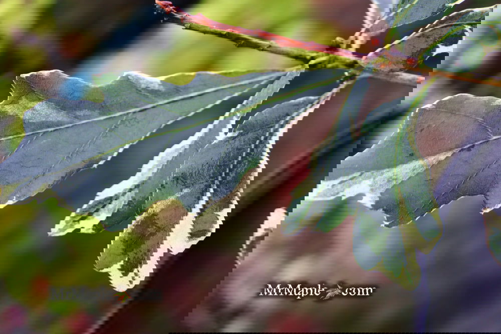 Buy Quercus robur 'Variegata‘ Variegaged English Oak Tree — Mr Maple ...