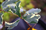 - Quercus robur 'Variegata' Variegated English Oak Tree - Mr Maple │ Buy Japanese Maple Trees