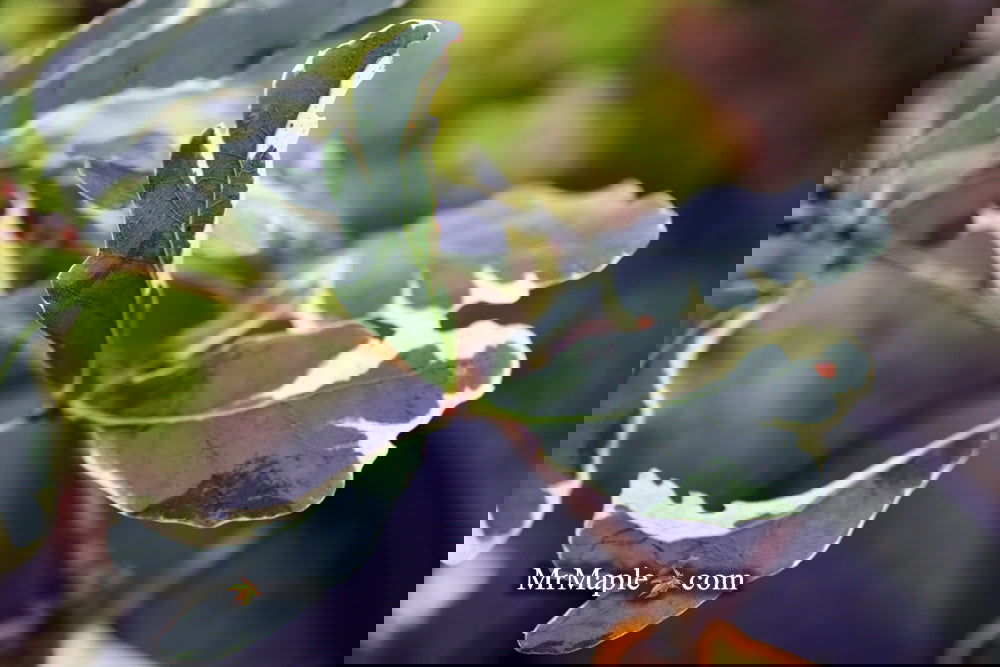 Buy Quercus robur 'Variegata‘ Variegaged English Oak Tree — Mr Maple ...