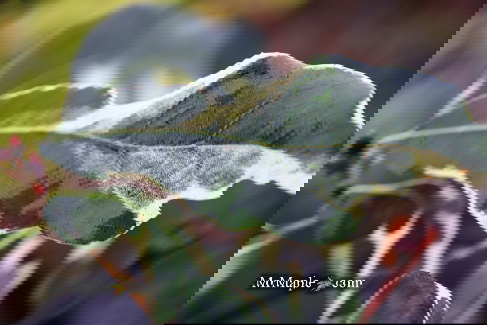 Buy Quercus robur 'Variegata‘ Variegaged English Oak Tree — Mr Maple ...