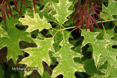 - Quercus rubra 'Greg’s Variegated' Variegated Red Oak Tree - Mr Maple │ Buy Japanese Maple Trees