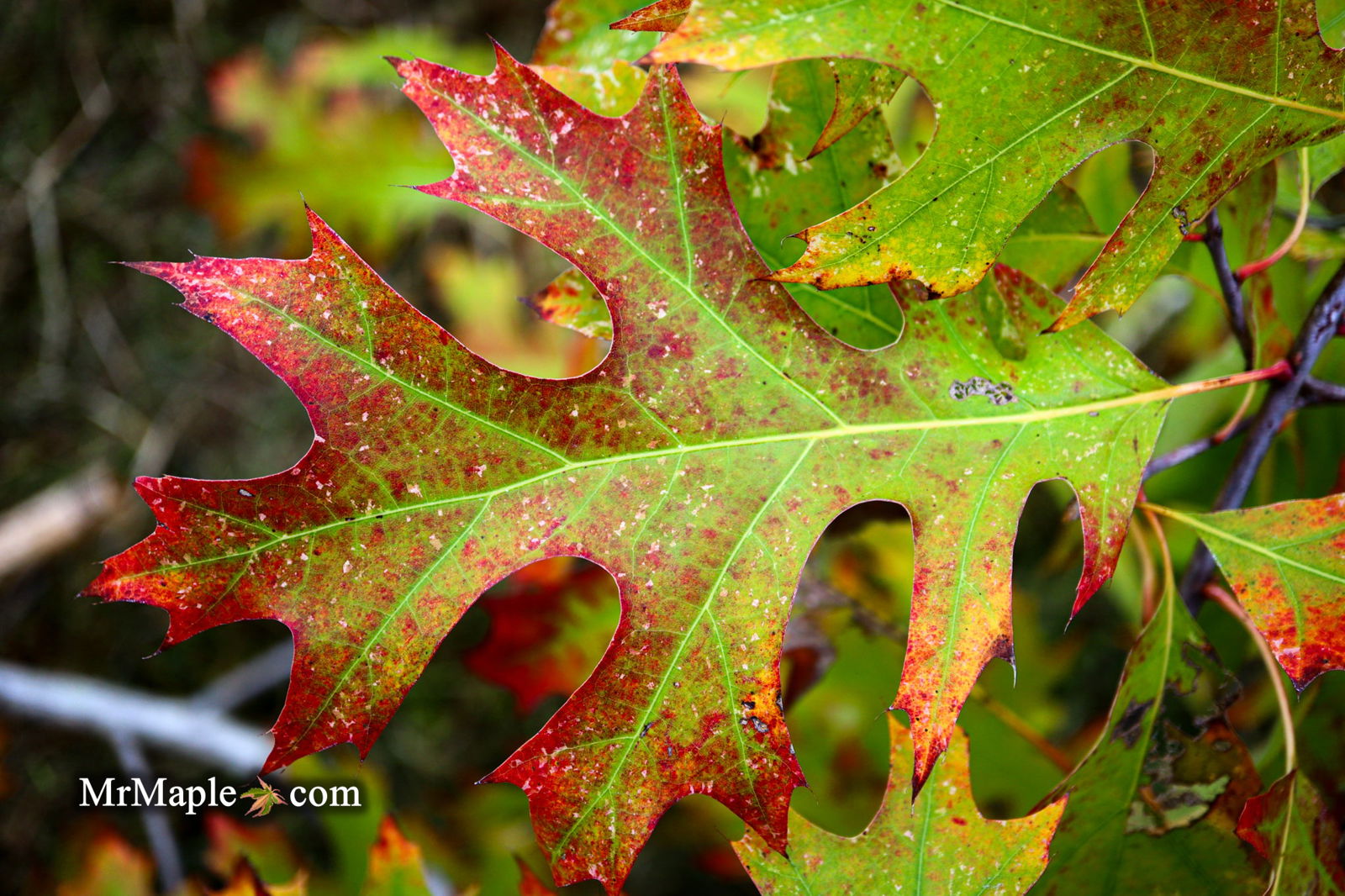 Buy Quercus rubra 'Greg's Variegated Red Oak Tree — Mr Maple │ Buy ...