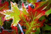 - Quercus rubra 'Greg’s Variegated' Variegated Red Oak Tree - Mr Maple │ Buy Japanese Maple Trees