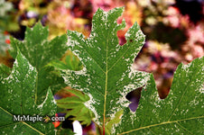 Buy Quercus rubra 'Greg's Variegated Red Oak Tree — Mr Maple │ Buy ...