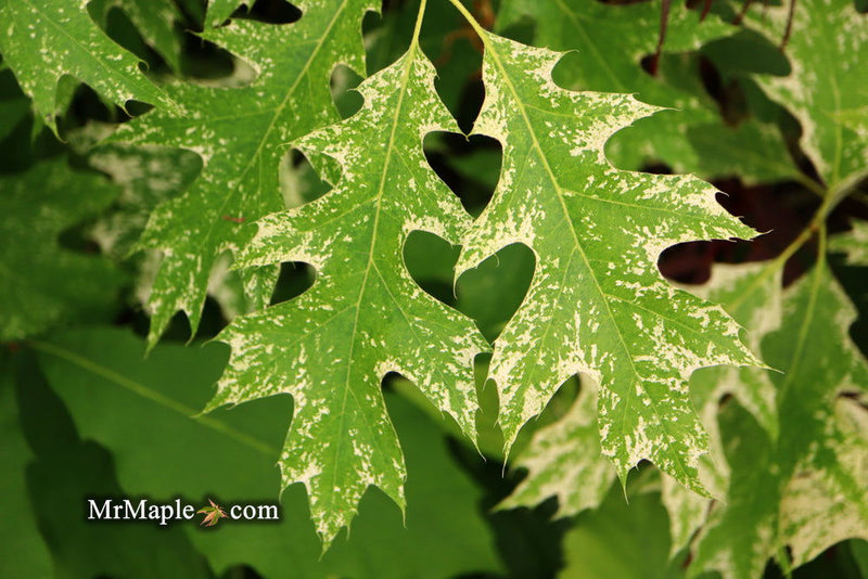 - Quercus rubra 'Greg’s Variegated' Variegated Red Oak Tree - Mr Maple │ Buy Japanese Maple Trees