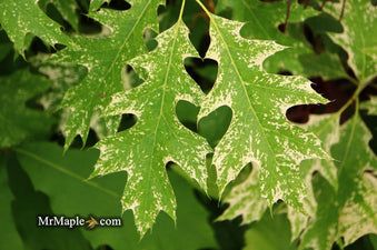 Buy Quercus rubra 'Greg's Variegated Red Oak Tree — Mr Maple │ Buy ...