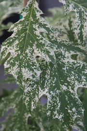 - Quercus rubra 'Greg’s Variegated' Variegated Red Oak Tree - Mr Maple │ Buy Japanese Maple Trees