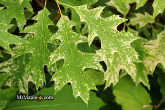 Buy Quercus rubra 'Greg's Variegated Red Oak Tree — Mr Maple │ Buy ...