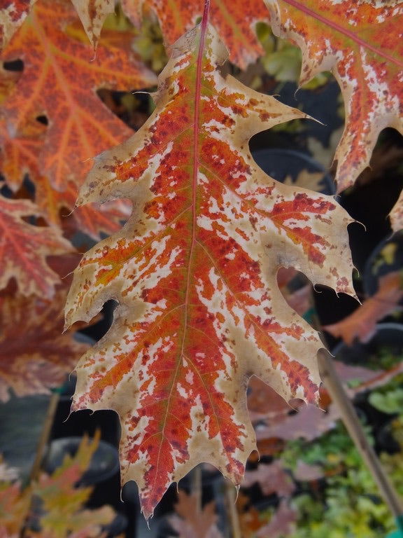 - Quercus rubra 'Greg’s Variegated' Variegated Red Oak Tree - Mr Maple │ Buy Japanese Maple Trees