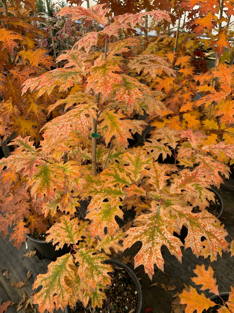 - Quercus rubra 'Greg’s Variegated' Variegated Red Oak Tree - Mr Maple │ Buy Japanese Maple Trees