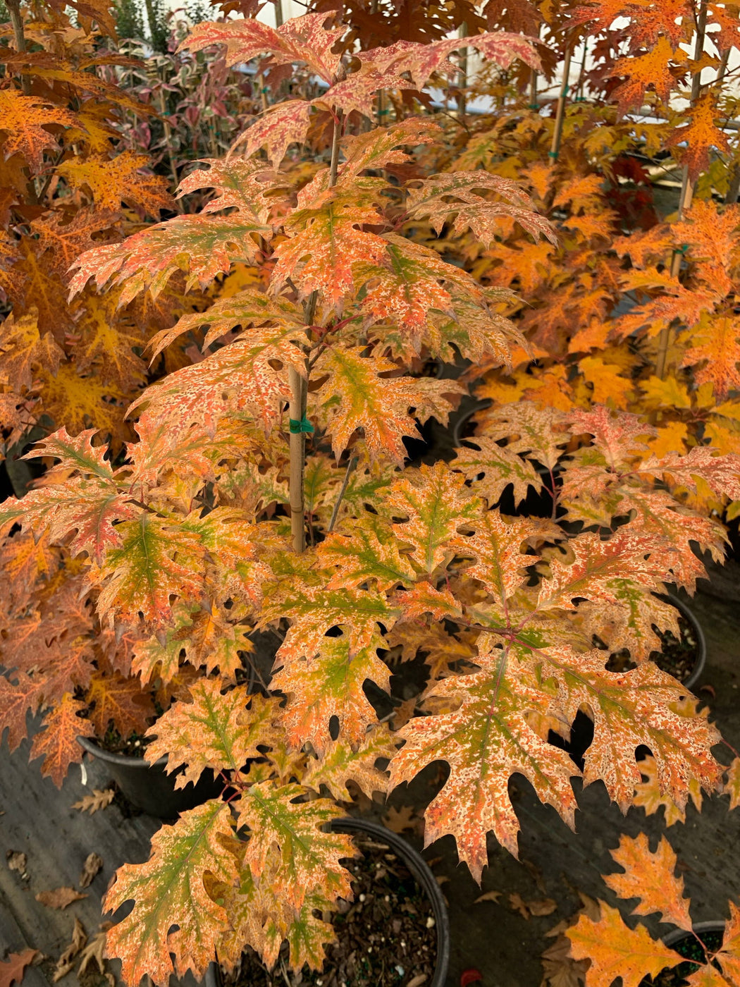 Buy Quercus rubra 'Greg's Variegated Red Oak Tree — Mr Maple │ Buy ...