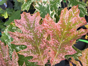 - Quercus rubra 'Greg’s Variegated' Variegated Red Oak Tree - Mr Maple │ Buy Japanese Maple Trees