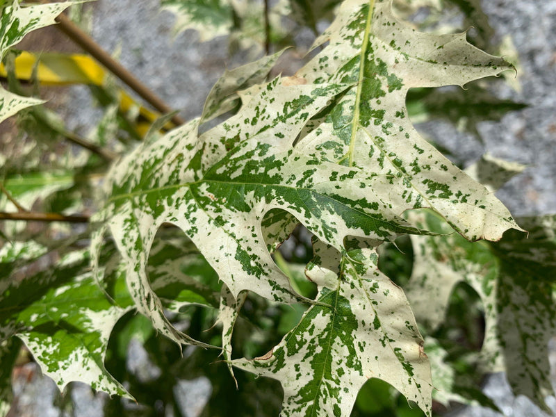 - Quercus rubra 'Greg’s Variegated' Variegated Red Oak Tree - Mr Maple │ Buy Japanese Maple Trees
