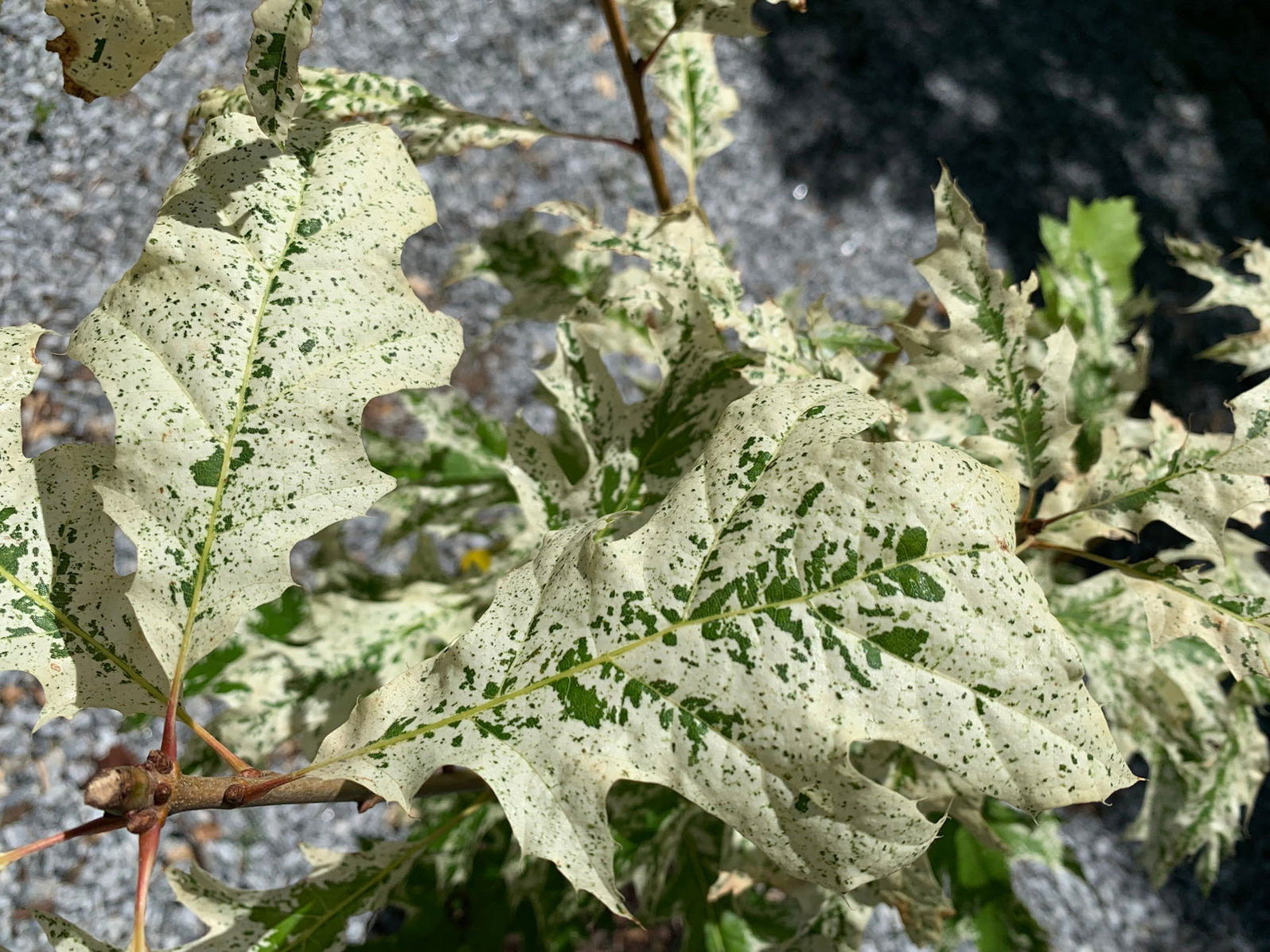 Buy Quercus rubra 'Greg's Variegated Red Oak Tree — Mr Maple │ Buy ...