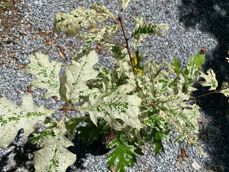- Quercus rubra 'Greg’s Variegated' Variegated Red Oak Tree - Mr Maple │ Buy Japanese Maple Trees