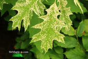 - Quercus rubra 'Greg’s Variegated' Variegated Red Oak Tree - Mr Maple │ Buy Japanese Maple Trees