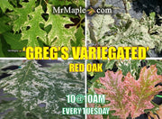 - Quercus rubra 'Greg’s Variegated' Variegated Red Oak Tree - Mr Maple │ Buy Japanese Maple Trees