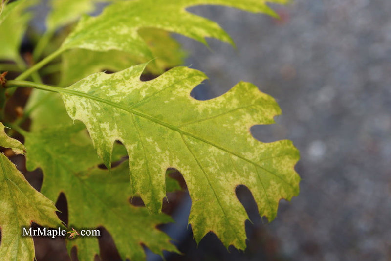 - Quercus rubra 'Greg’s Variegated' Variegated Red Oak Tree - Mr Maple │ Buy Japanese Maple Trees