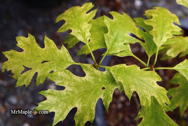 - Quercus rubra 'Greg’s Variegated' Variegated Red Oak Tree - Mr Maple │ Buy Japanese Maple Trees
