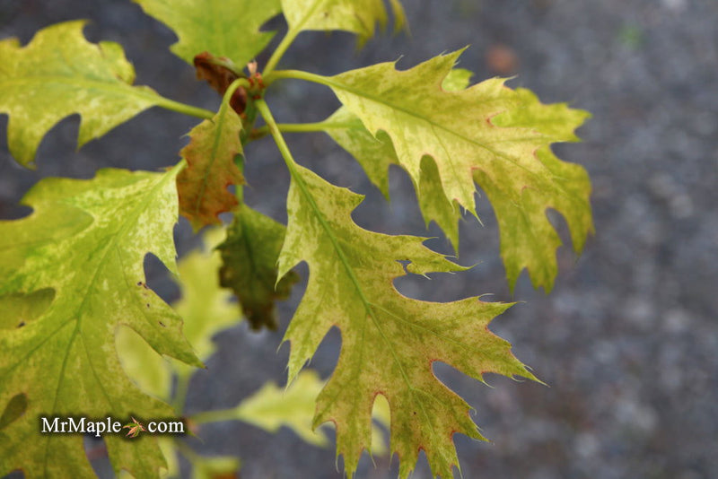 - Quercus rubra 'Greg’s Variegated' Variegated Red Oak Tree - Mr Maple │ Buy Japanese Maple Trees