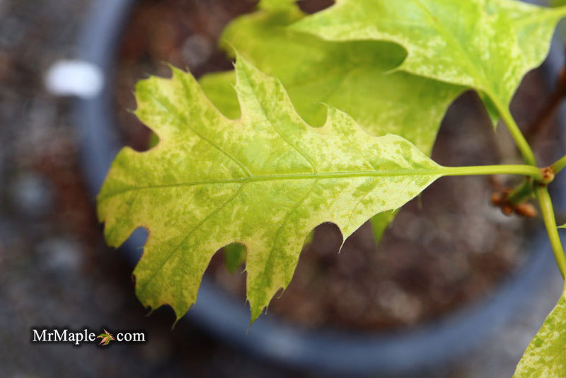 - Quercus rubra 'Greg’s Variegated' Variegated Red Oak Tree - Mr Maple │ Buy Japanese Maple Trees