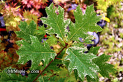 - Quercus rubra 'Greg’s Variegated' Variegated Red Oak Tree - Mr Maple │ Buy Japanese Maple Trees