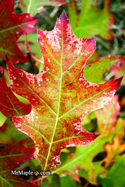- Quercus rubra 'Greg’s Variegated' Variegated Red Oak Tree - Mr Maple │ Buy Japanese Maple Trees