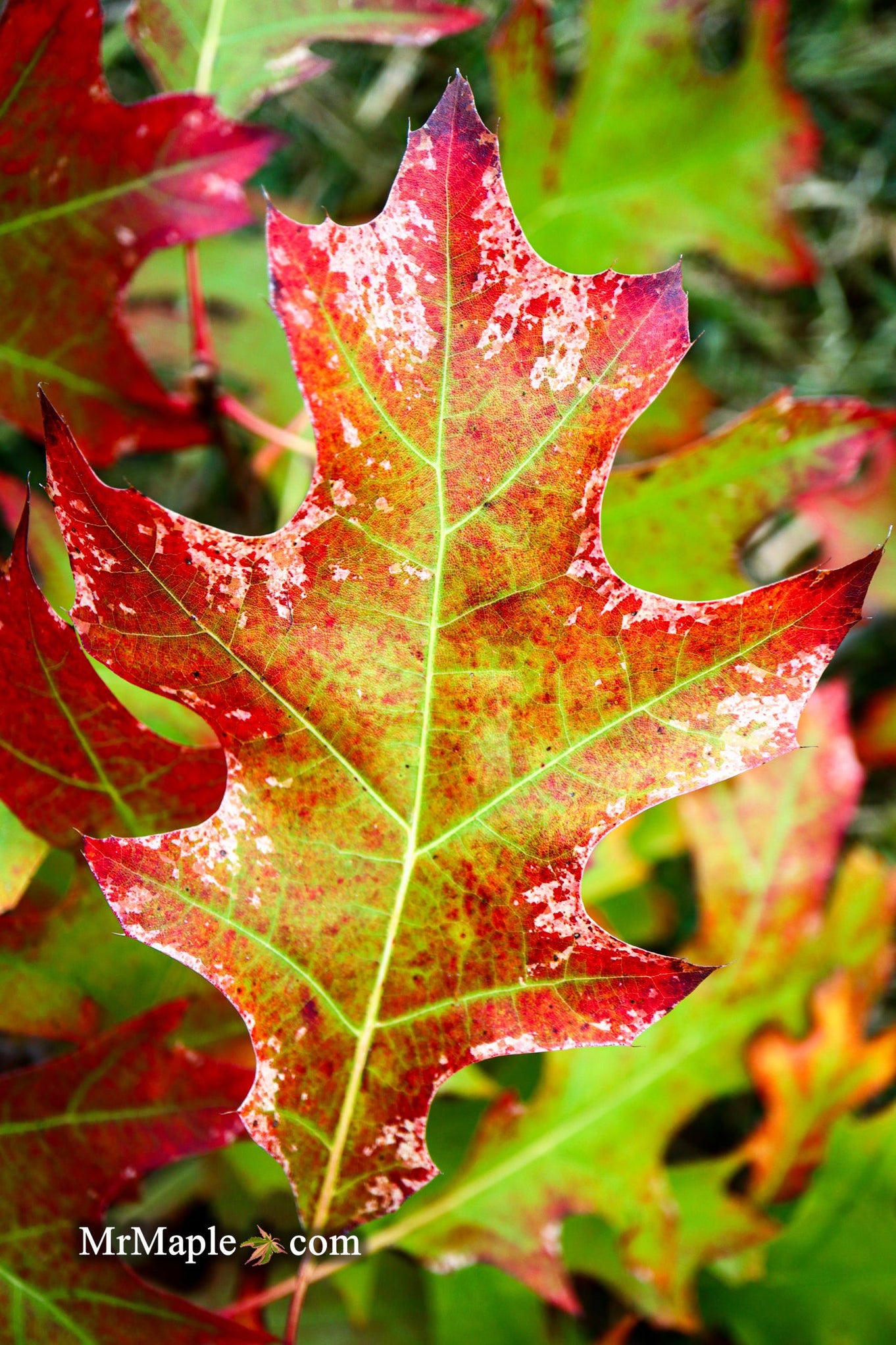 Buy Quercus rubra 'Greg's Variegated Red Oak Tree — Mr Maple │ Buy ...