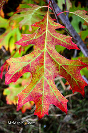- Quercus rubra 'Greg’s Variegated' Variegated Red Oak Tree - Mr Maple │ Buy Japanese Maple Trees