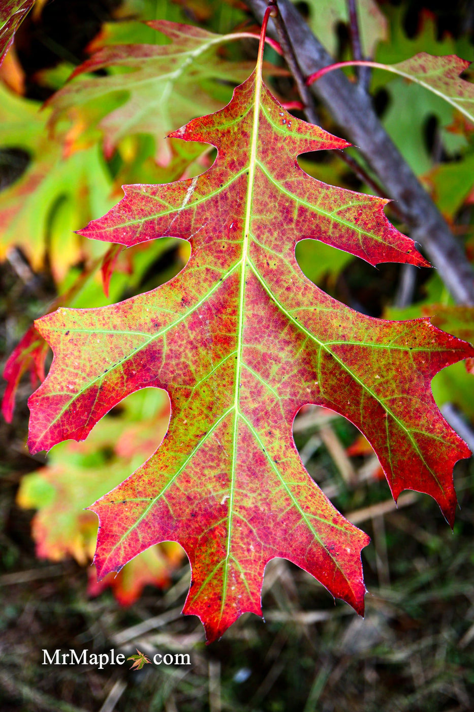 Buy Quercus rubra 'Greg's Variegated Red Oak Tree — Mr Maple │ Buy ...