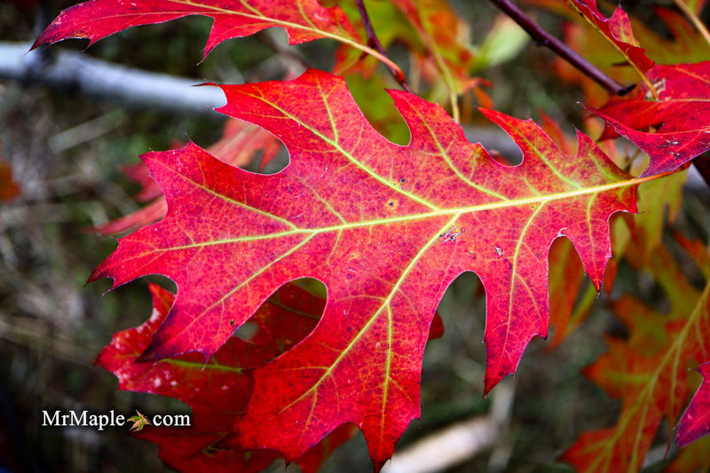 - Quercus rubra 'Greg’s Variegated' Variegated Red Oak Tree - Mr Maple │ Buy Japanese Maple Trees