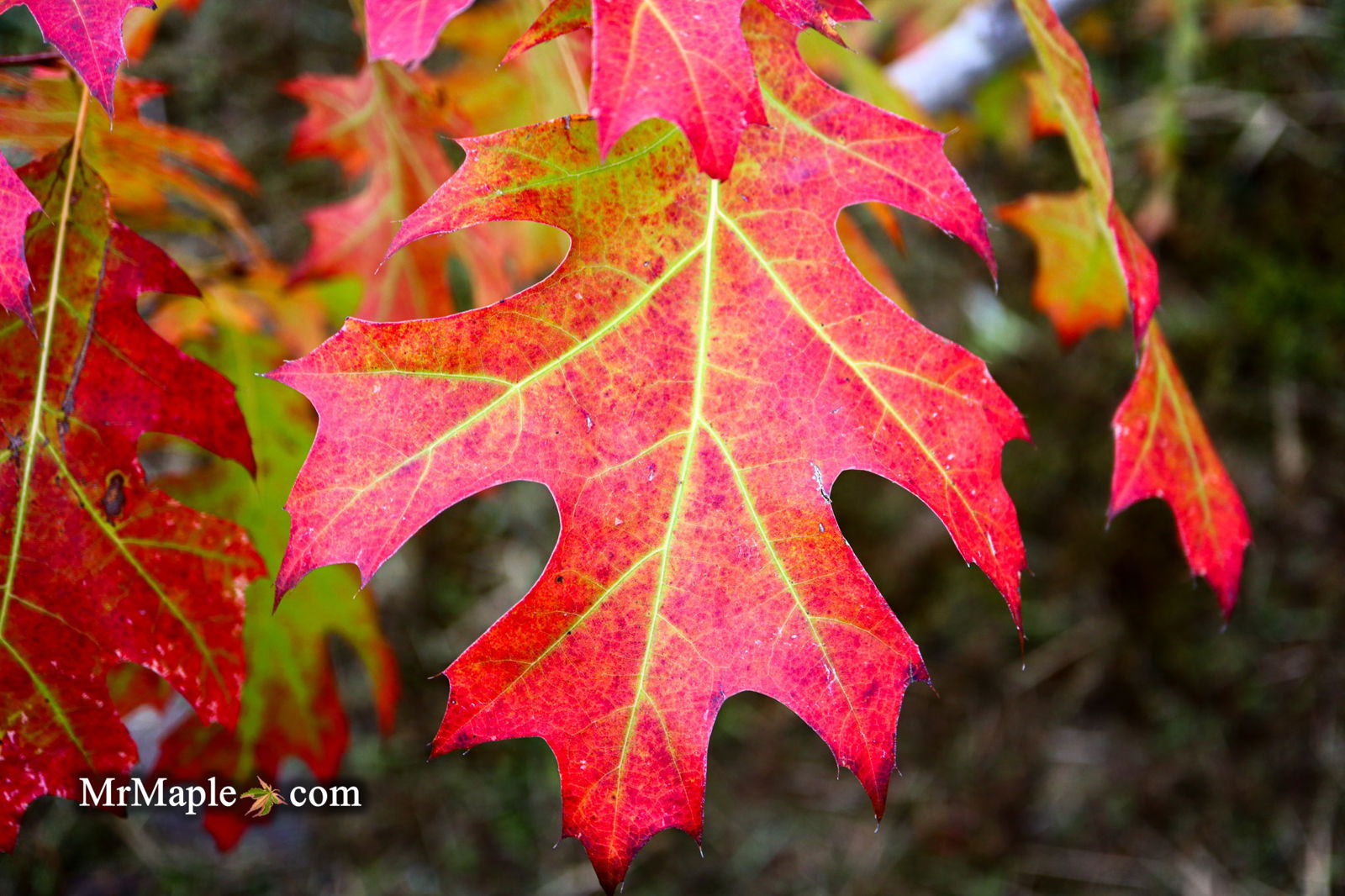 Buy Quercus rubra 'Greg's Variegated Red Oak Tree — Mr Maple │ Buy ...